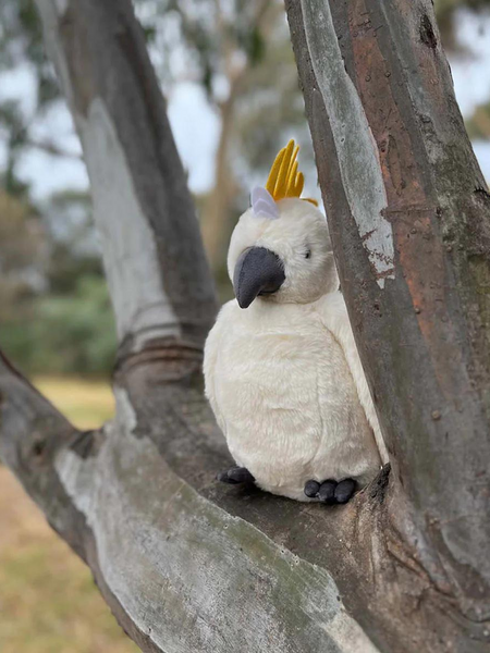 Furfolk Cockatoo